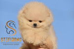 Pomeranian BOO medvedíky, Pomeranský špic šteniatka – fotka 4