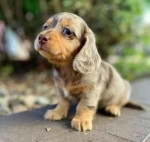 Jazvečík 5 šteniatok na adopciu – fotka 2