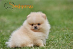 Pomeranian BOO medvedíky, šteniatka Pomeranského špica – fotka 2