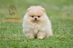 Pomeranian BOO medvedíky, šteniatka Pomeranského špica – fotka 3
