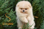 Pomeranian BOO medvedíky, šteniatka Pomeranského špica – fotka 4