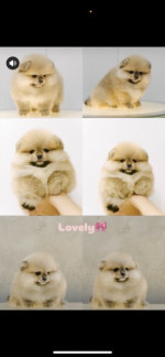 I am selling Pomeranian puppies – fotka 2
