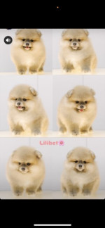 I am selling Pomeranian puppies – fotka 3