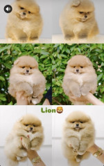 I am selling Pomeranian puppies – fotka 4