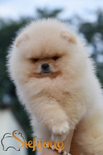 Pomeranský špic BOO šteniatka – fotka 2