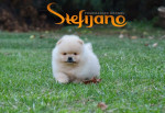 Pomeranský špic BOO šteniatka – fotka 3