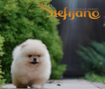Pomeranský špic BOO šteniatka – fotka 4