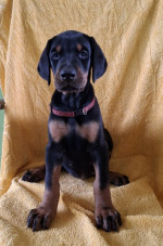 Doberman – Krásne Šteniatka – fotka 2