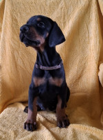 Doberman – Krásne Šteniatka – fotka 3