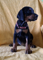 Doberman – Krásne Šteniatka – fotka 4