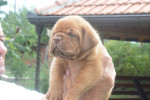 Bordó doga (Dogue de Bordeaux) krásne šteniatka – fotka 2