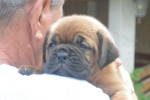 Bordó doga (Dogue de Bordeaux) krásne šteniatka – fotka 3