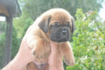 Bordó doga (Dogue de Bordeaux) krásne šteniatka – fotka 4