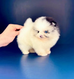 Toy pomeranian na adopciu – fotka 2