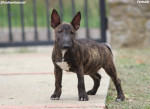 Miniature Bull Terrier – fotka 2