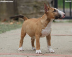 Miniature Bull Terrier – fotka 3