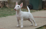 Miniature Bull Terrier – fotka 4