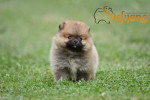 Pomeranský špic BOO šteniatka – fotka 3