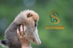 Pomeranský špic BOO šteniatka – fotka 4