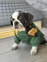 Exotic Pug – fotka 2
