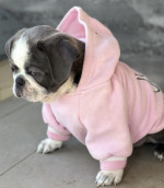 Exotic Pug – fotka 3