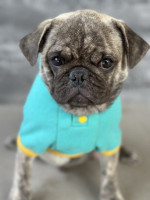 Exotic Pug – fotka 4