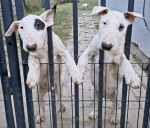 Štandardné Bull Terrier šteniatka – fotka 2