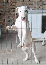 Štandardné Bull Terrier šteniatka – fotka 3