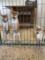 Shiba inu puppies from top parents – fotka 2