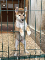 Shiba inu puppies from top parents – fotka 3