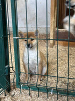 Shiba inu puppies from top parents – fotka 4