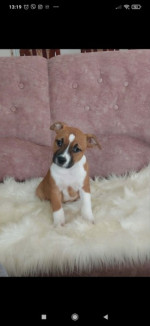 American Staffordshire female – fotka 2