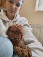 Red toy poodles – fotka 2