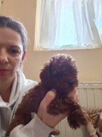 Red toy poodles – fotka 3