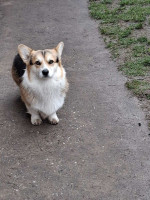 Pembroke Welsh Corgi – fotka 2