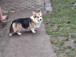 Pembroke Welsh Corgi – fotka 3