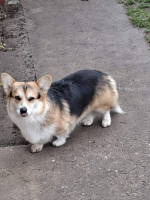 Pembroke Welsh Corgi – fotka 4