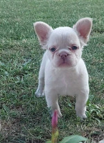 Long-haired French Bulldog puppies – fotka 2