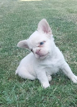 Long-haired French Bulldog puppies – fotka 3