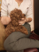 Red toy poodles – fotka 2
