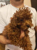 Red toy poodles – fotka 3