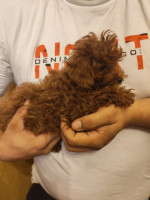 Red toy poodles – fotka 4