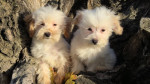 Maltipoo toy puppies – fotka 2