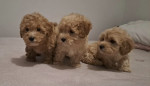 Maltipoo toy puppies – fotka 3