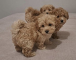 Maltipoo toy puppies – fotka 4