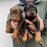 Doberman – šteniatka na predaj – fotka 2