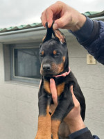Doberman – šteniatka na predaj – fotka 3