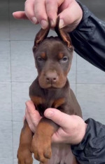 Doberman – šteniatka na predaj – fotka 4