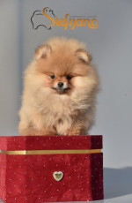 Pomeranian Boo Šteniatka – fotka 2