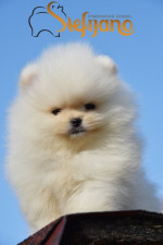 Pomeranian Boo Šteniatka – fotka 3